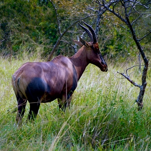 Tsessebe commun face à un jeune arbre - Rwanda  - collection de photos clin d'oeil, catégorie animaux